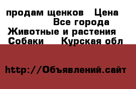 продам щенков › Цена ­ 15 000 - Все города Животные и растения » Собаки   . Курская обл.